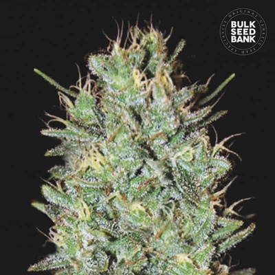 Bulk Seed Bank Amnesia Haze semena neobsahují THC 100 ks
