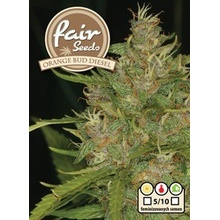 Fair Seeds Orange Bud Diesel semena neobsahují THC 5 ks