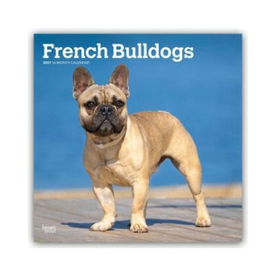French Bulldogs Französische Bulldogge 16-Monats 2027