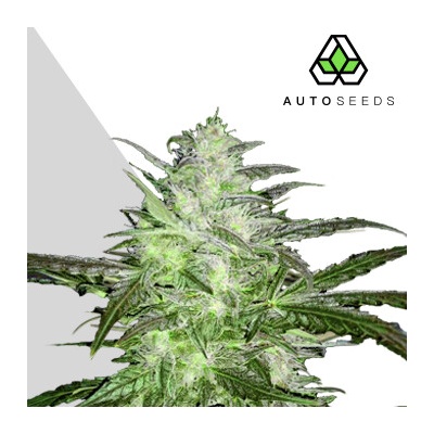 Auto Seeds Chemdawg Auto semienka neobsahujú THC 5 ks