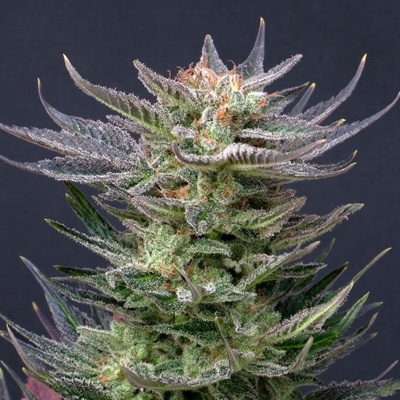 Kannabia Seeds Purple Dream semena neobsahují THC 5 ks