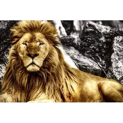 DIMEX ART Флизелинов фототапет цар на животните 375 x 250 см