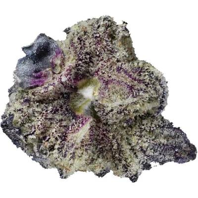 Highbreed Seeds Gomu Gomu Mango Auto semena neobsahují THC 2 ks