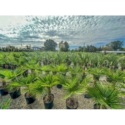 Palma konopná (Trachycarpus fortunei) - výška kmeňa 20-30 cm, celková výška 100-120 cm, kont. C18L (-17°C)