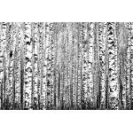 DIMEX ART Флизелинов фототапет пролетни стволове 375 x 250 см