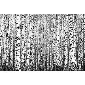 DIMEX ART Флизелинов фототапет пролетни стволове 375 x 250 см