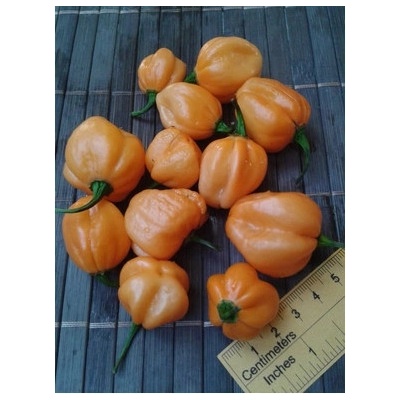 Bahamian Goat 17-CC3-9-11 (chilli semena) 1 ks