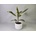 Ficus Elastica 'Tineke'