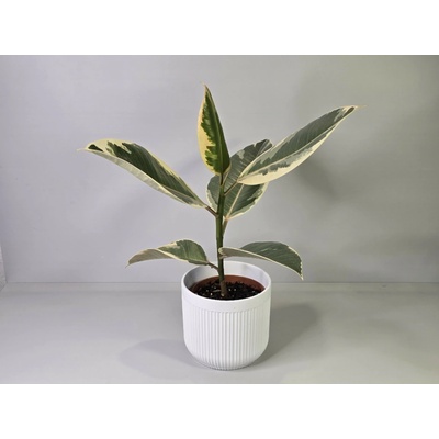 Ficus Elastica 'Tineke'