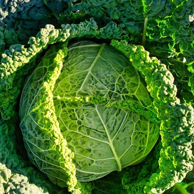 Kapusta hlávková Verita F1 - Brassica oleracea var. sabauda - semena - 110 ks