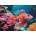 Ravensburger - Puzzle Fire lionfish - 500 piese