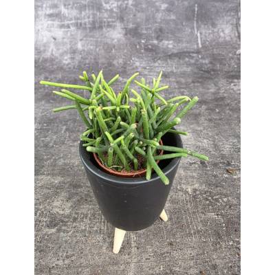 Rhipsalis Cassutha mini