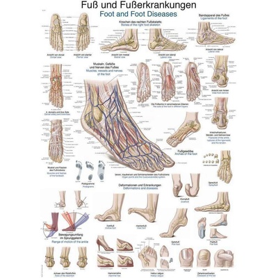 Anatomický plagát Erler Zimmer - Noha a členok 50 x 70 cm | DE, EN