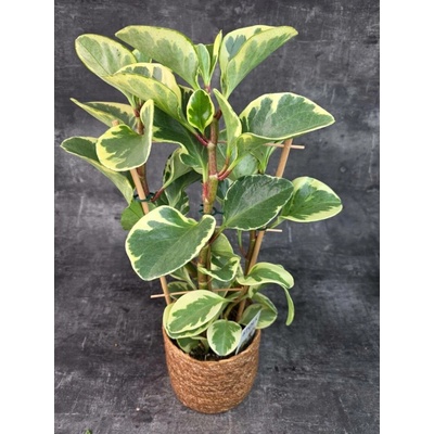 Peperomia Obtusifolia 14 cm (Netoxická peperomie)