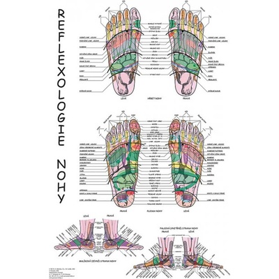 Vydavateľstvo Poznání Anatomický plagát - Reflexológia nohy 47 x 63 cm | CS