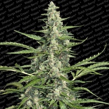 Paradise Seeds Pandora semena neobsahují THC 10 ks