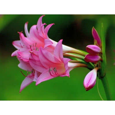 Krinum 'Powellii Rosea' 1 ks