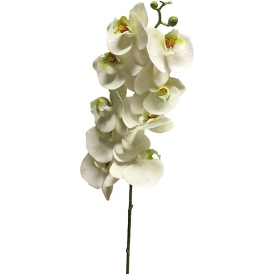 Orchidej - Best Phalaenopsis spray Bora bilá 108cm