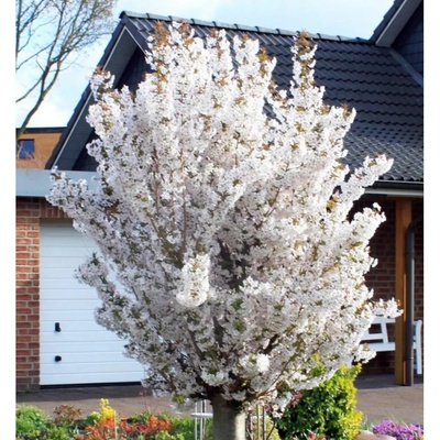 Okrasná čerešňa Brilliant, výška 50-80 cm, kvetináč 23 cm
