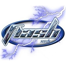 Flash Seeds Number One AUTO semena neobsahují THC 3 ks