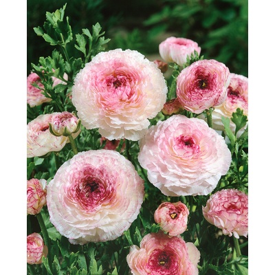 Pryskyřník 'Ranunculus Picotee Pink' 3 ks – Zboží Dáma