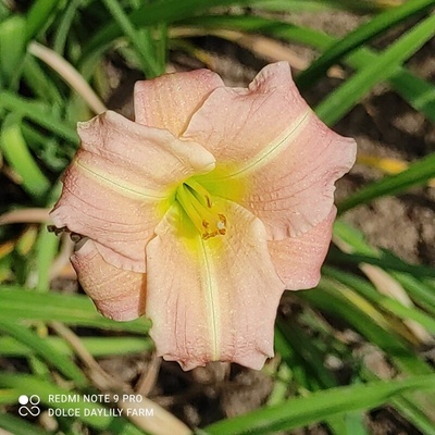 Denivka Siloam Orchid Jewel
