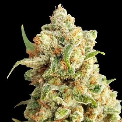 Expert Seeds New York Diesel Auto semienka neobsahujú THC 10 ks