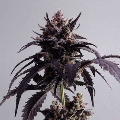 Kannabia Seeds Ginger Punch AUTO semienka neobsahujú THC 100 ks