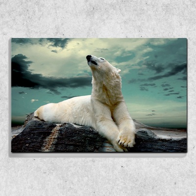 IMPAR Foto na plátně Zimní medvěd 90x60 cm