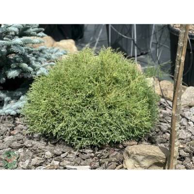 Tuja západná (Thuja occidentalis) ´MR . BOWLING BALL´ - výška 25-30 cm, kont. C3L