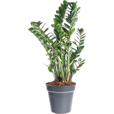 Kulkas zamiolistý, Zamioculcas zamiifolia, průměr květináče 27 cm – Zboží Mobilmania