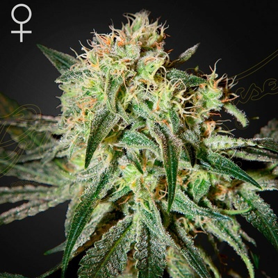 Green House Seed Damn Sour semienka neobsahujú THC 10 ks