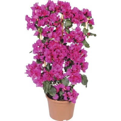 Bugenvilea na špalieri FloraSelf Bougainvillea 'Sanderiana' celková výška cca 100 cm kvetináč Ø 23 cm