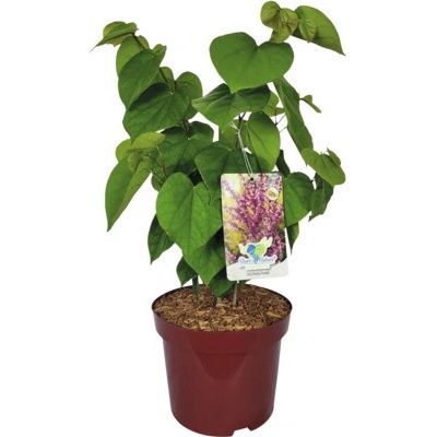 Zmarlika čínská Cercis chinensis 'Avondale' výška 40-60 cm květináč 5 l