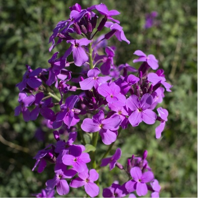 Večernice vonná - Hesperis matronalis - semena - 100 ks