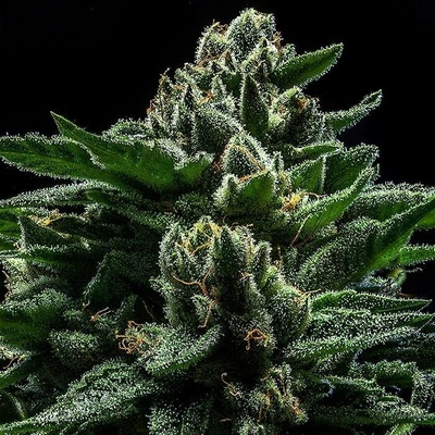 Ripper Seeds DO-G semienka neobsahujú THC 3 ks