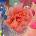 Heller Tag - Conic Rose CD