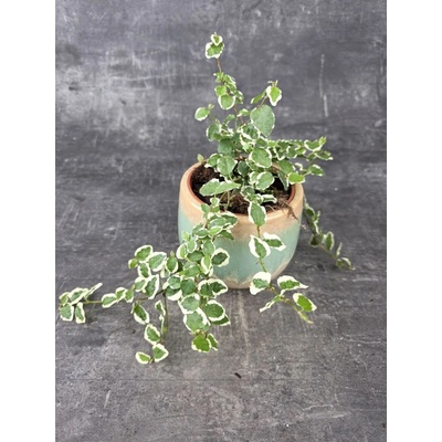 Ficus Pumila 11 cm