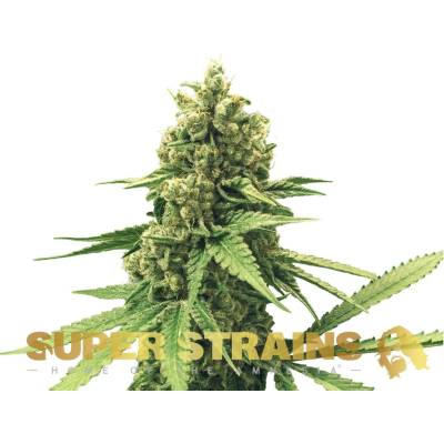 Super Strains DFA AUTO semena neobsahují THC 5 ks