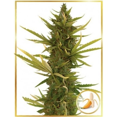 Mr. Hide Seeds Auto Black Banana semienka neobsahujú THC 100 ks