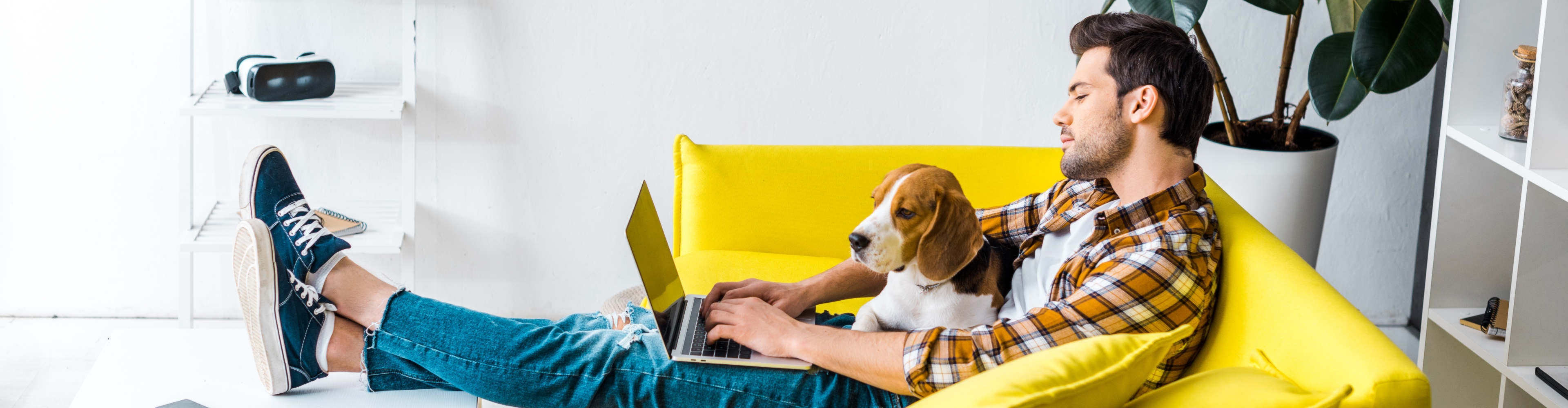Fiatal férfi sárga kanapén ülve laptopon dolgozik, miközben egy beagle kutya pihen az ölében
