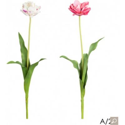 Tulipán H71 růžový / bílý barva / provedení: bílá