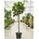 Ficus Lyrata stem 45x220 cm
