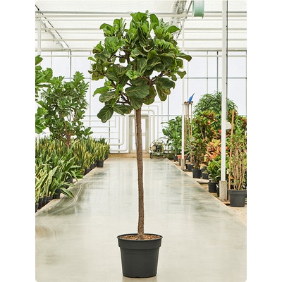 Ficus Lyrata stem 45x220 cm