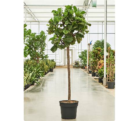 Ficus Lyrata stem 45x220 cm