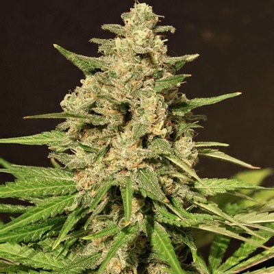 Cream Of The Crop Hybrid X semena neobsahují THC 3 ks
