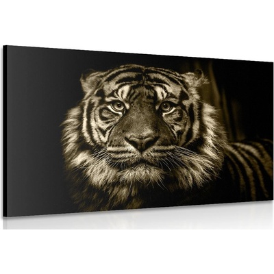 Obraz tiger v sépiovom prevedení