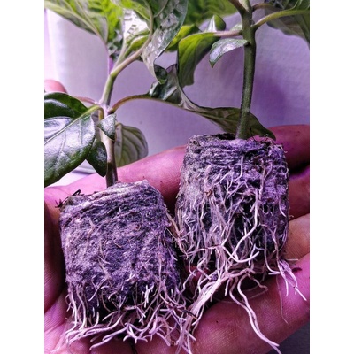 Rašelinové tablety JIFFY – Sleviste.cz