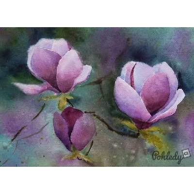 Pohlednice Magnolie