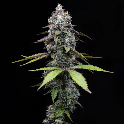 Barney´s Farm Zoap semena neobsahují THC 3 ks